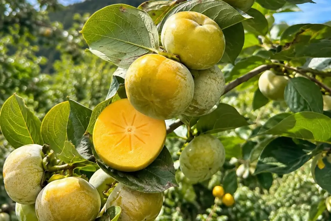 Chùm hồng Chín Nên vỏ vàng xanh trên cành, một quả bổ đôi lộ ruột vàng cam, vườn hồng ở Lâm Đồng